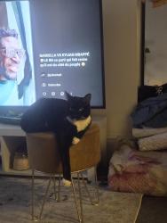 Reunited Male Cat last seen Oposite Safestore Holloway road, Greater London, England N7 6JP