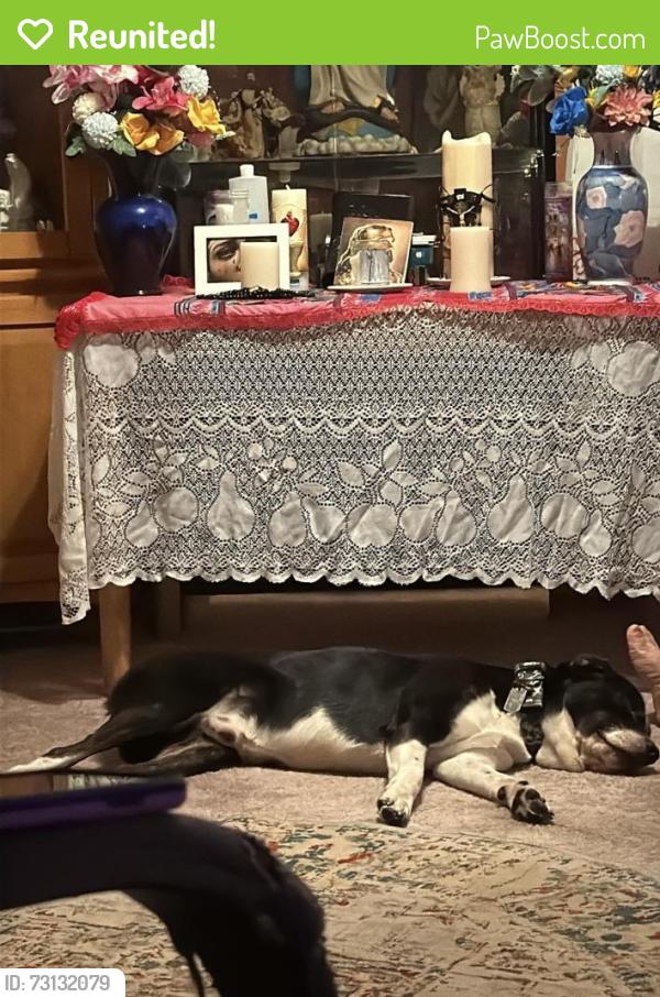Reunited Male Dog last seen Last seen on laylor street and liberty street, Trenton, NJ 08610