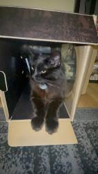 Reunited Male Cat last seen Corner of 5th & F st, Oxnard, CA 93030