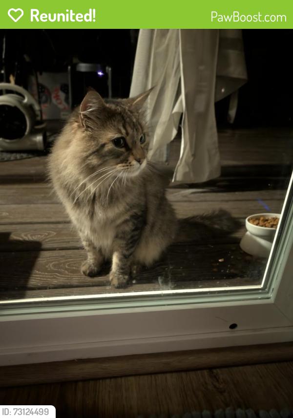 Reunited Unknown Cat last seen Mullen Rd and Glen Terra, Lacey, WA 98503
