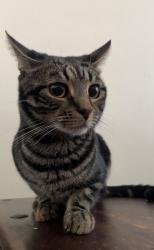 Reunited Male Cat last seen UB5 4HH, Greater London, England 