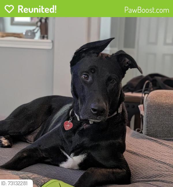 Reunited Male Dog last seen Skyline ridge dr, Madison, tn 37115, Nashville, TN 37115