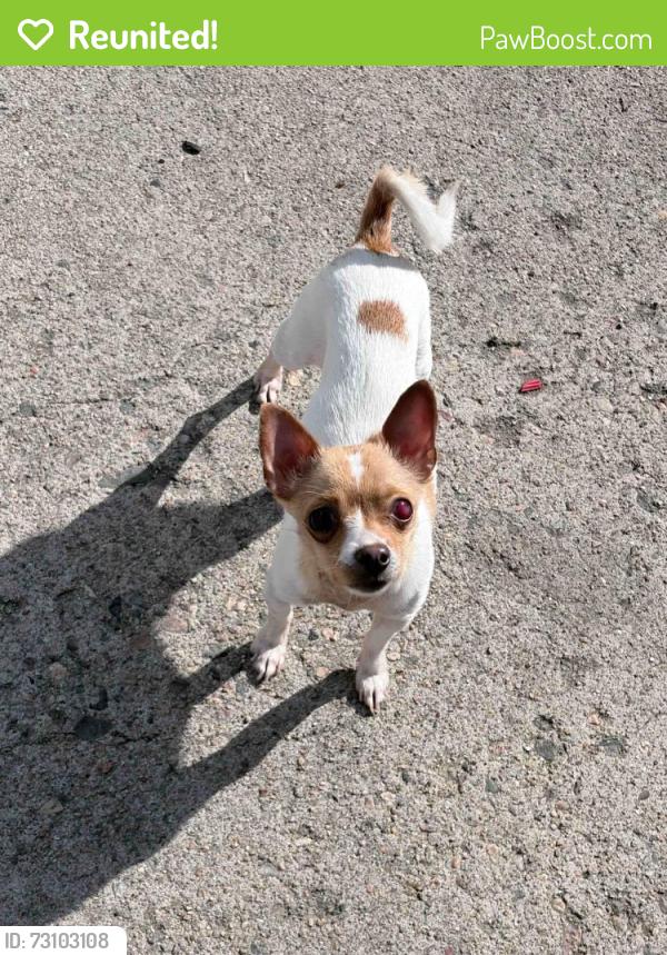 Reunited Male Dog last seen 18th and chester, Aurora, CO 80010