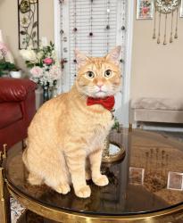 Lost Male Cat last seen Indian spring road, Fairview, Texas 75069, Fairview, TX 75069