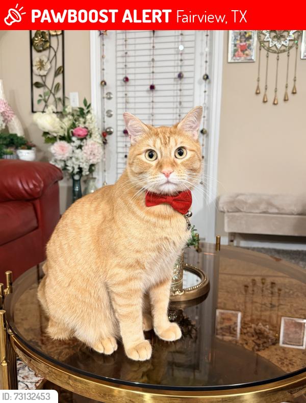 Lost Male Cat last seen Indian spring road, Fairview, Texas 75069, Fairview, TX 75069
