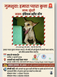 Lost Female Dog last seen Lala halvai Badi ghadi Kabir Nagar Rana Pratap Bagh, Delhi, DL 110007