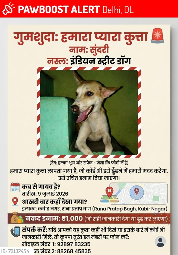 Lost Female Dog last seen Lala halvai Badi ghadi Kabir Nagar Rana Pratap Bagh, Delhi, DL 110007