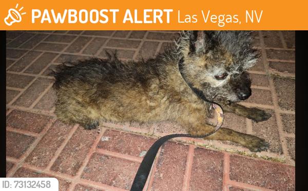 Found/Stray Female Dog last seen Jones and Washington Las Vegas nv, Las Vegas, NV 89108