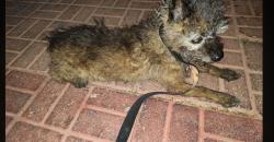 Found/Stray Female Dog last seen Jones and Washington Las Vegas nv, Las Vegas, NV 89108
