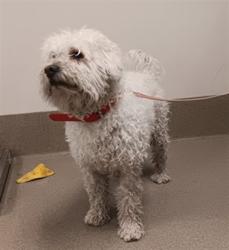 Shelter Stray Male Dog last seen , 38550 Sierra Hwy, Palmdale, CA 93550, USA