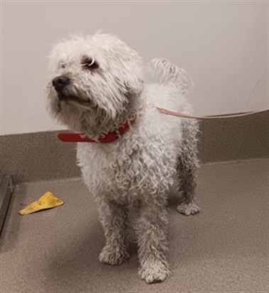 Shelter Stray Male Dog last seen , 38550 Sierra Hwy, Palmdale, CA 93550, USA