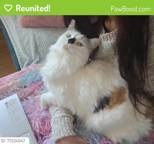 Reunited Female Cat last seen Meridian Place, Clifton, England 