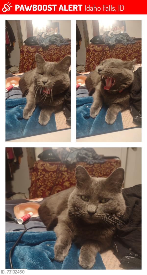 Lost Female Cat last seen Temple and Mound, Idaho Falls, ID 83402