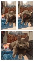 Lost Female Cat last seen Temple and Mound, Idaho Falls, ID 83402