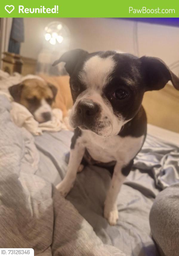 Reunited Female Dog last seen Bluebell & legacy, Fort Worth, TX 76108