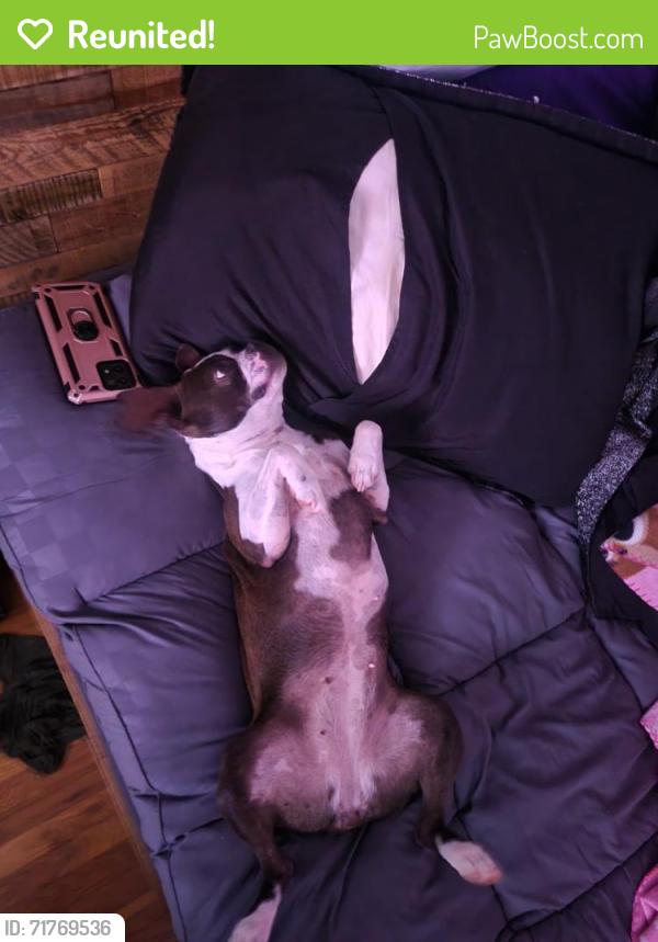 Reunited Female Dog last seen Hendrick St and Cindy dr, Fort Worth, TX 76111