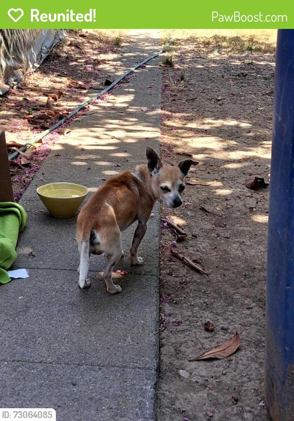 Reunited Male Dog last seen Between Gst and Hst, Merced, CA 95340