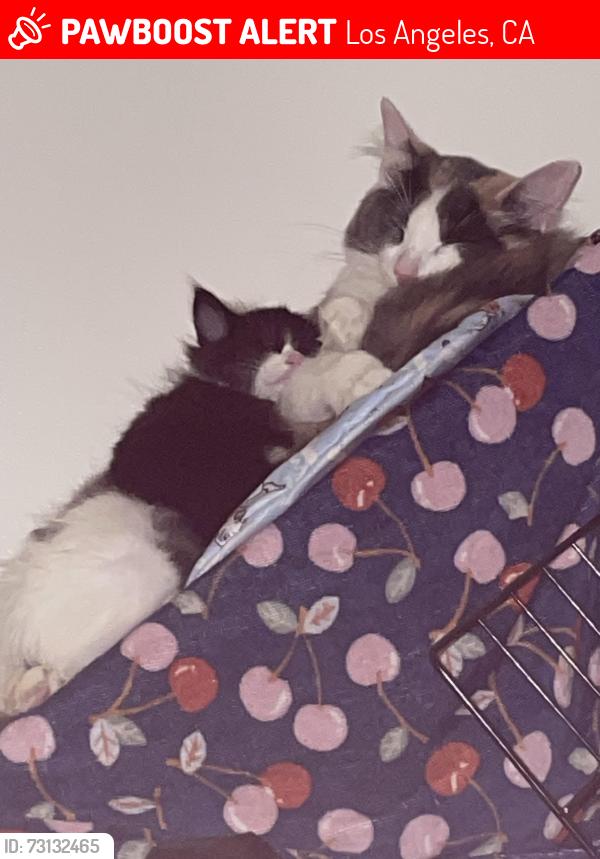 Lost Female Cat last seen van nuys & titus, Los Angeles, CA 91402