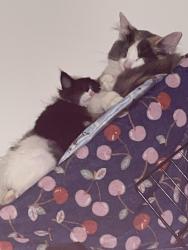 Lost Female Cat last seen van nuys & titus, Los Angeles, CA 91402
