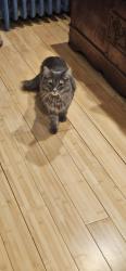 Reunited Female Cat last seen ARABIA AVE AND WISTERIA AVE, Baltimore, MD 21214