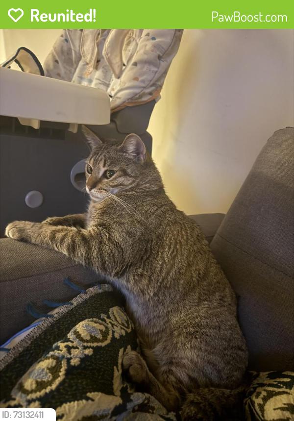 Reunited Female Cat last seen Goshen Ave and Westgate, Los Angeles, CA 90049