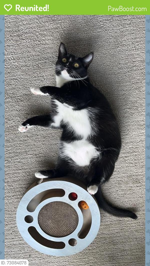 Reunited Female Cat last seen E hmstd road, N Wolfe rd, Sunnyvale, CA 94087