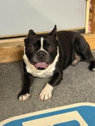 Reunited Male Dog last seen Wattles and Rochester Rd, Troy, MI 48085