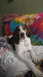 Reunited Male Dog last seen Holloway place and greenwood st, Lenoir, NC 28645