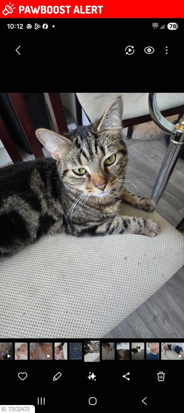 Lost Female Cat last seen Near kfc, Canvey Island, England 