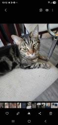 Lost Female Cat last seen Near kfc, Canvey Island, England 