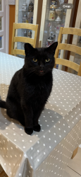 Reunited Male Cat last seen Near town street DE56 4GG, Duffield, England DE56 4GG