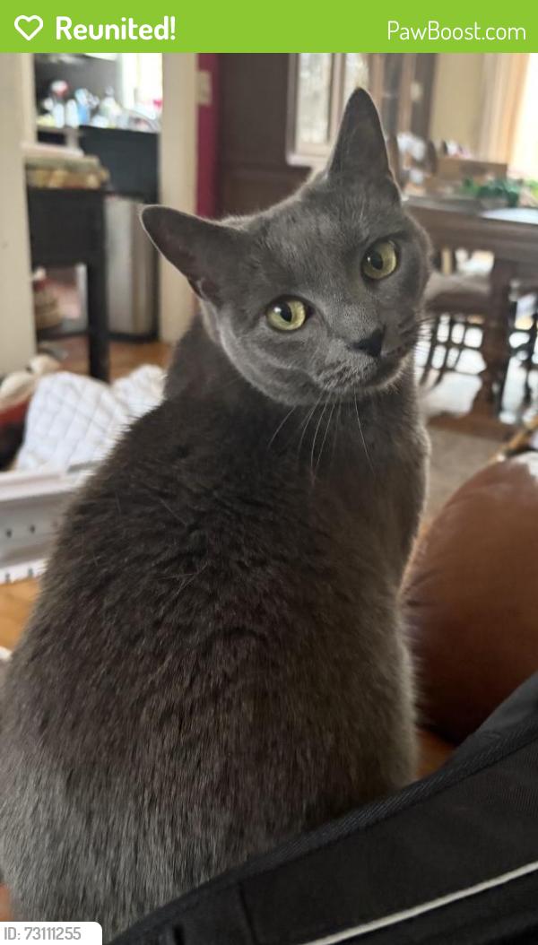 Reunited Female Cat last seen Deer Run, Barkhamsted, CT 06063