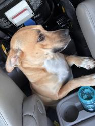 Reunited Female Dog last seen Spanish oak dr & El rancho, Forsyth County, NC 27045