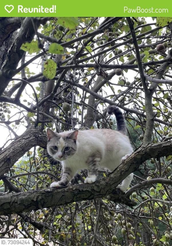 Reunited Female Cat last seen Ocean Gateway (50), Trappe, Trappe, MD 21673