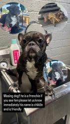 Lost Male Dog last seen Ottawa rd and Navajo, Apple Valley, CA 92308