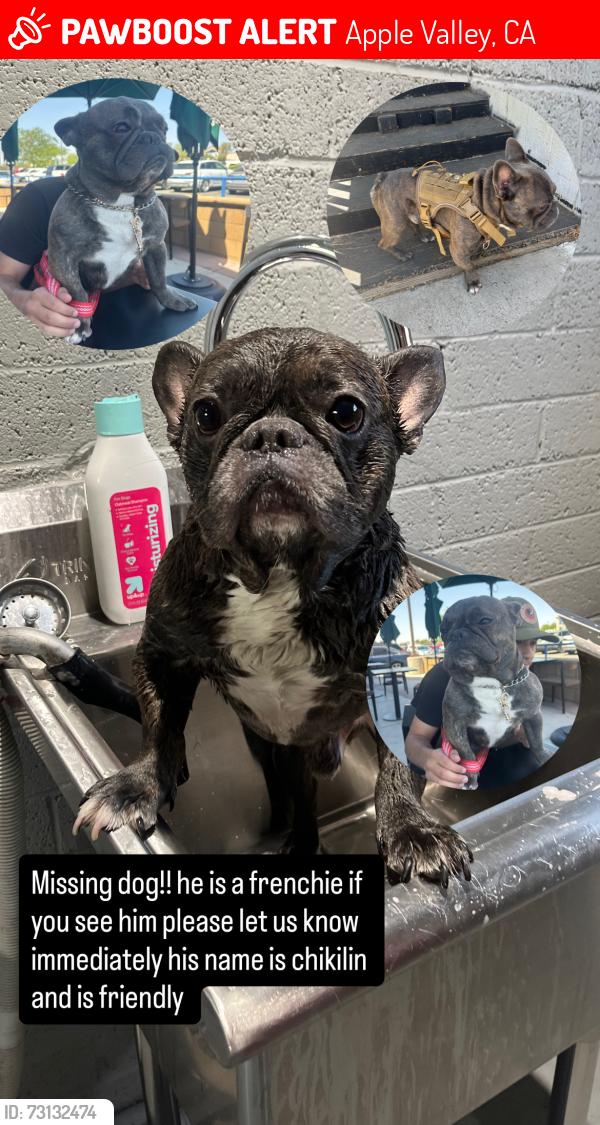 Lost Male Dog last seen Ottawa rd and Navajo, Apple Valley, CA 92308