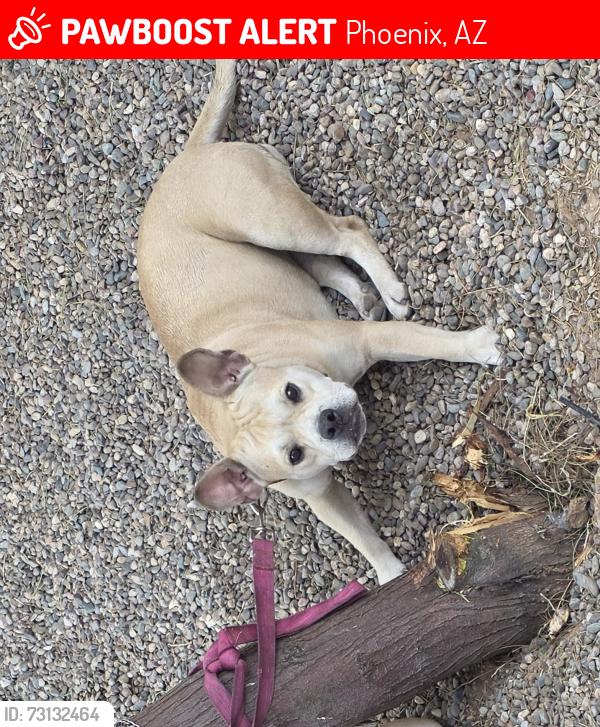Lost Female Dog last seen QT, Phoenix, AZ 85043