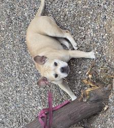 Lost Female Dog last seen QT, Phoenix, AZ 85043
