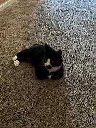 Lost Male Cat last seen Steep climb court and Canyonlands way, Reno, NV 89521