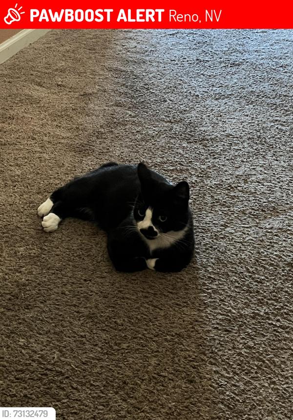 Lost Male Cat last seen Steep climb court and Canyonlands way, Reno, NV 89521