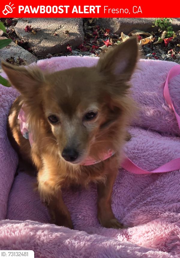 Lost Female Dog last seen Gettysburg and recreation, Fresno, CA 93726
