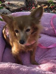 Lost Female Dog last seen Gettysburg and recreation, Fresno, CA 93726