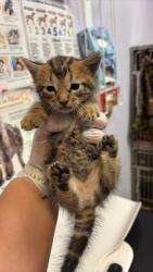Shelter Stray Male Cat last seen Bexar County, 3353 Morningside Dr, New Braunfels, TX 78132, USA