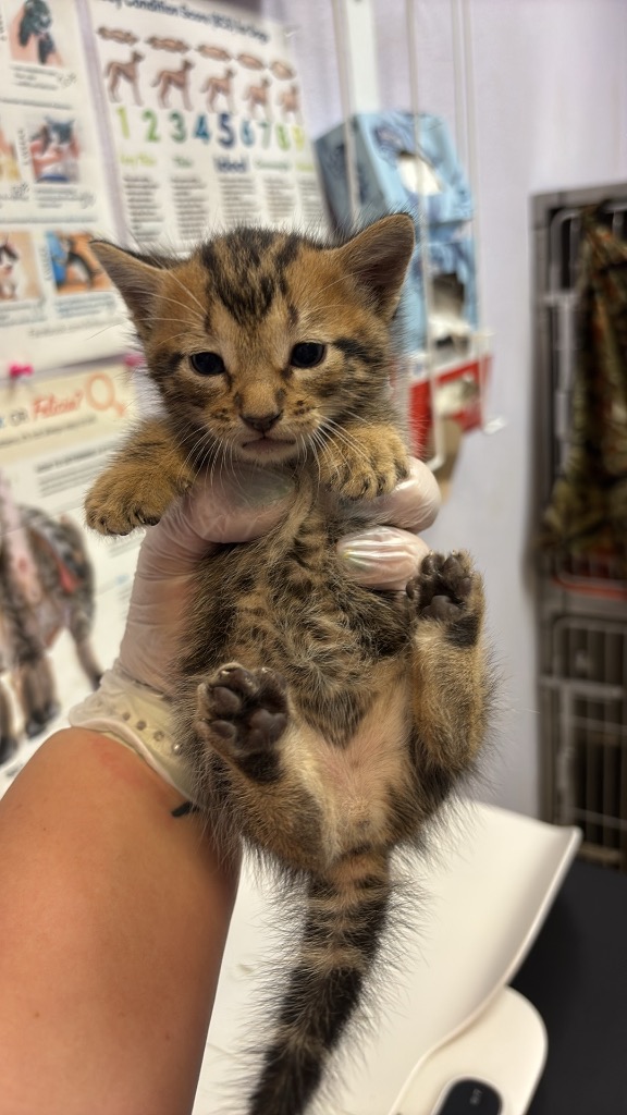 Shelter Stray Male Cat last seen Bexar County, 3353 Morningside Dr, New Braunfels, TX 78132, USA