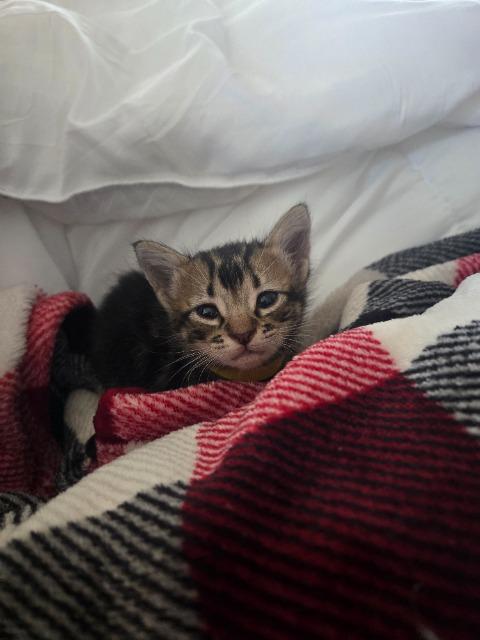 Shelter Stray Male Cat last seen Bexar County, 3353 Morningside Dr, New Braunfels, TX 78132, USA