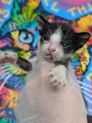 Shelter Stray Male Cat last seen Bexar County, 3353 Morningside Dr, New Braunfels, TX 78132, USA