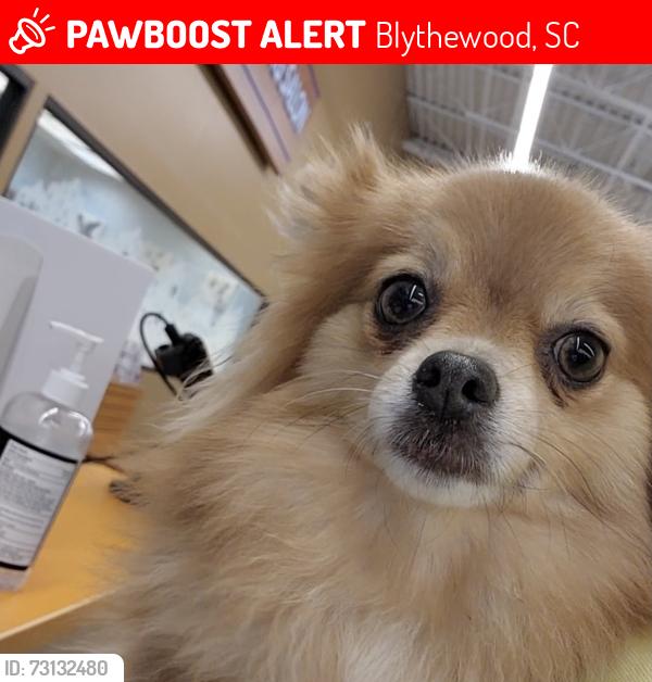 Lost Female Dog last seen Primrose Drive, Blythewood, SC 29016