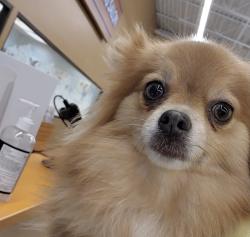 Lost Female Dog last seen Primrose Drive, Blythewood, SC 29016
