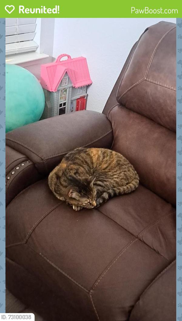 Reunited Female Cat last seen Lyonia Drive, Galt, CA 95632