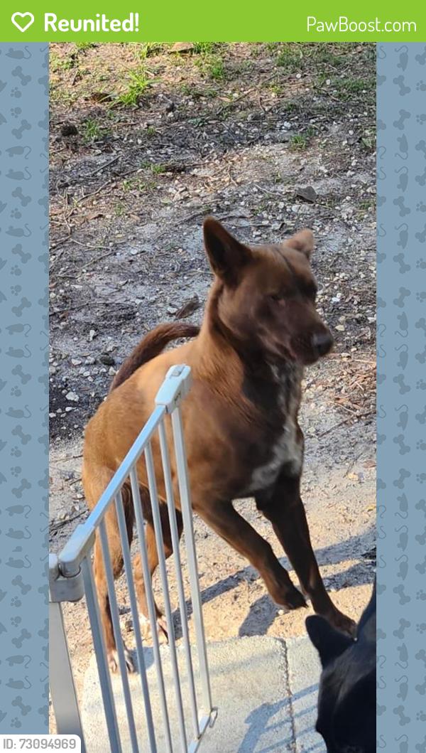 Reunited Female Dog last seen My home, Marion County, FL 34480